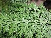 image of Selaginella pallescens